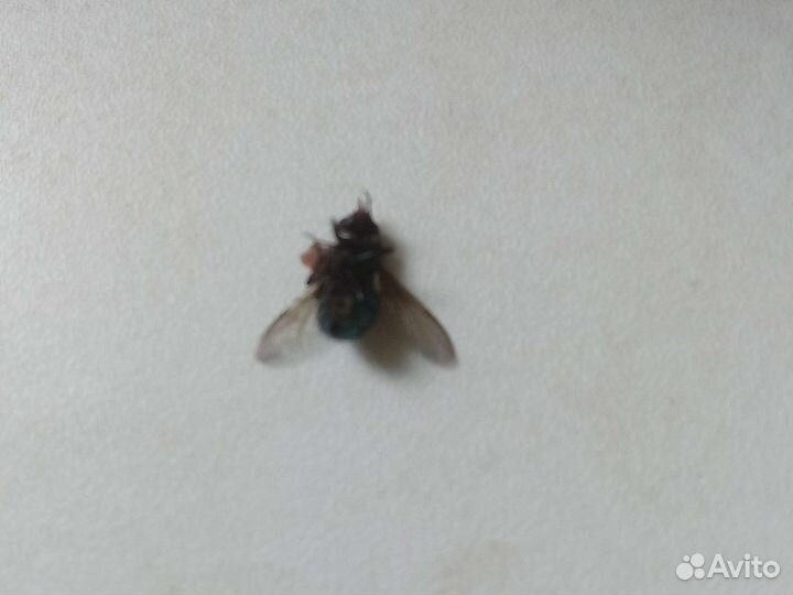 Зеленая муха тилт