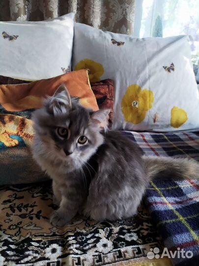 Сибирская