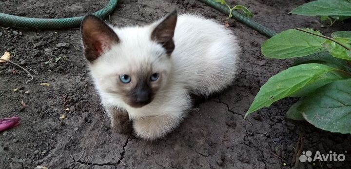 Сиамские котята