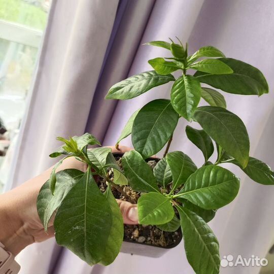 Гардения жасминовидная