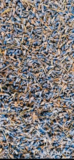 Лаванда цвет