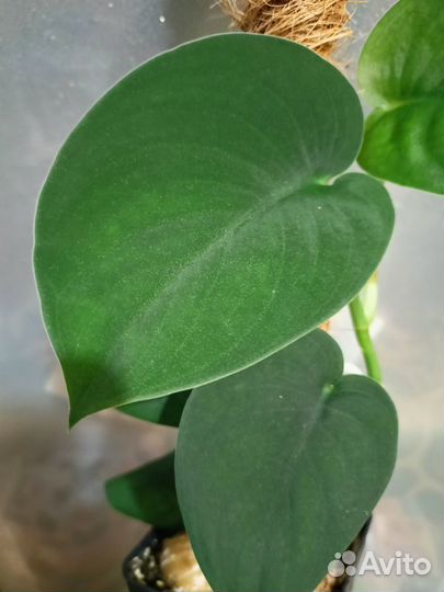 Сциндапсус жаде сатин редкий коллекционный сорт