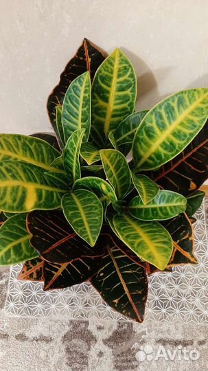 Кротон Петра