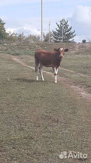 Тёлочка 7 месяцев