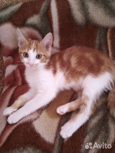 Красавица и озорница Леся ищет дом