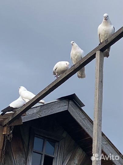 Белые голуби