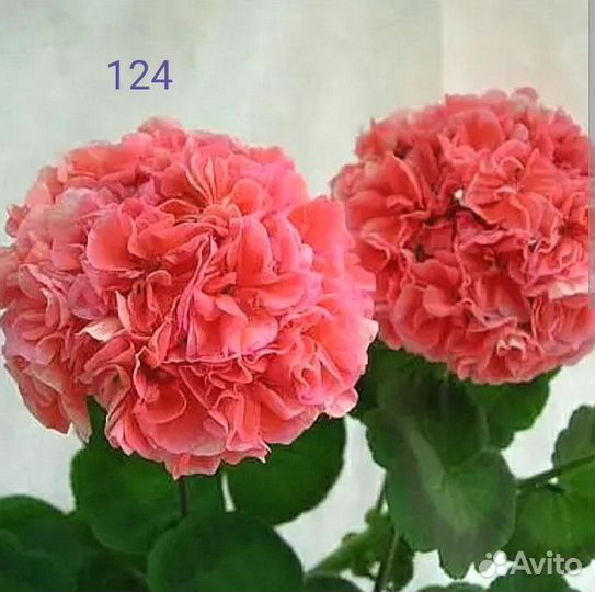 Пеларгония