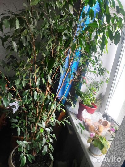 Фикус бенджамина большой