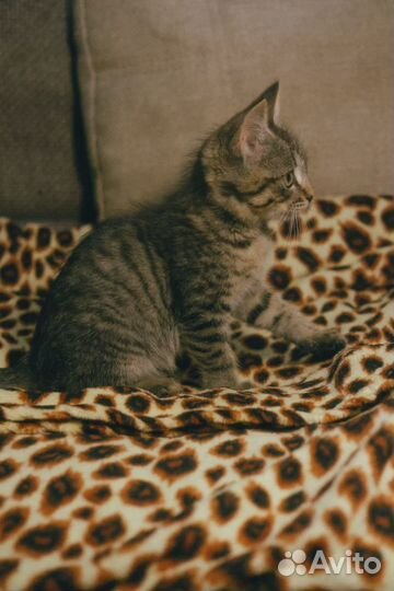 Симпатичный малыш ищет дом