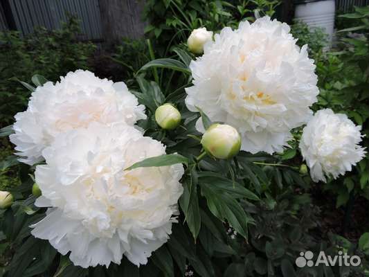 Пион Боул оф Крим