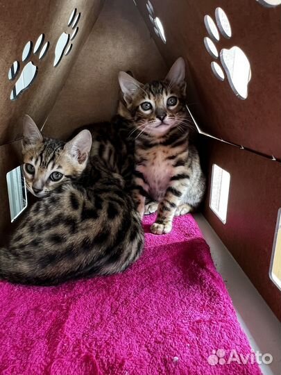 Бенгальская