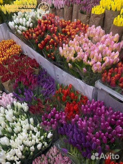 Цветы тюльпаны / доставка цветов