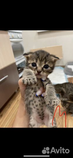 Шотландская