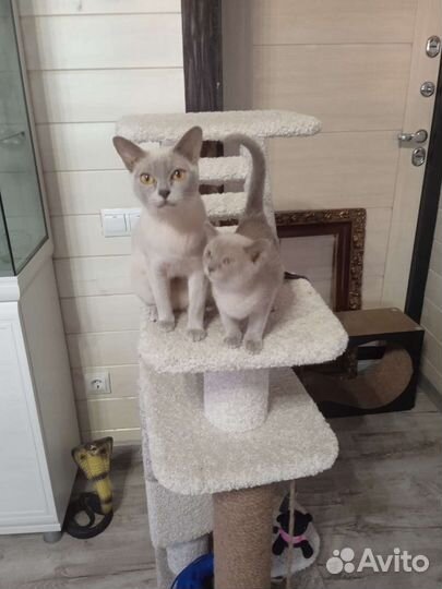 Бурманская