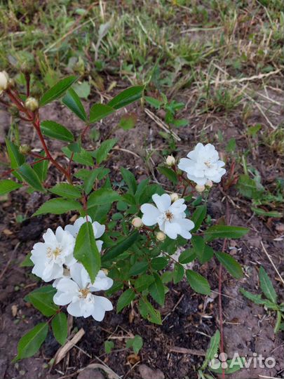 Роза (низкорослая)