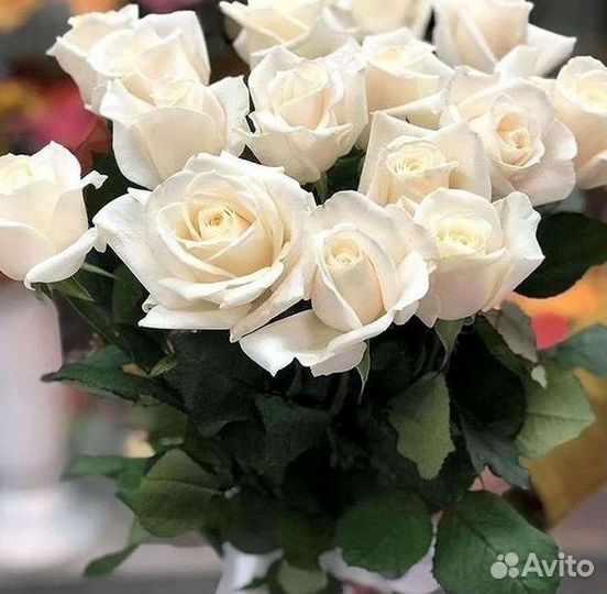 101 роза цветы букеты доставка 25 51 101 роза