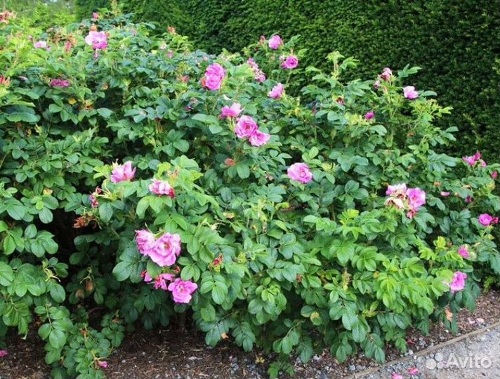 Роза-ругоза (шиповник) Высота от 25см