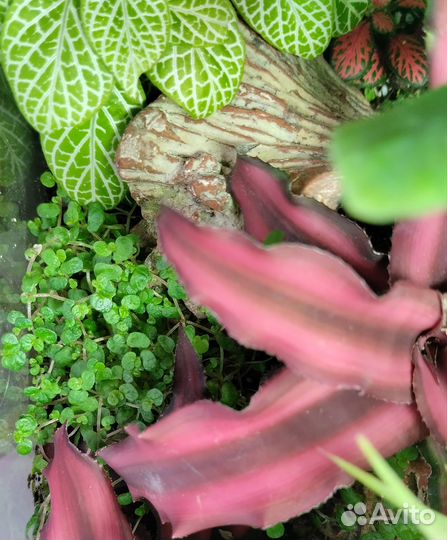 Растения для флорариума 2 (почвопокровные)