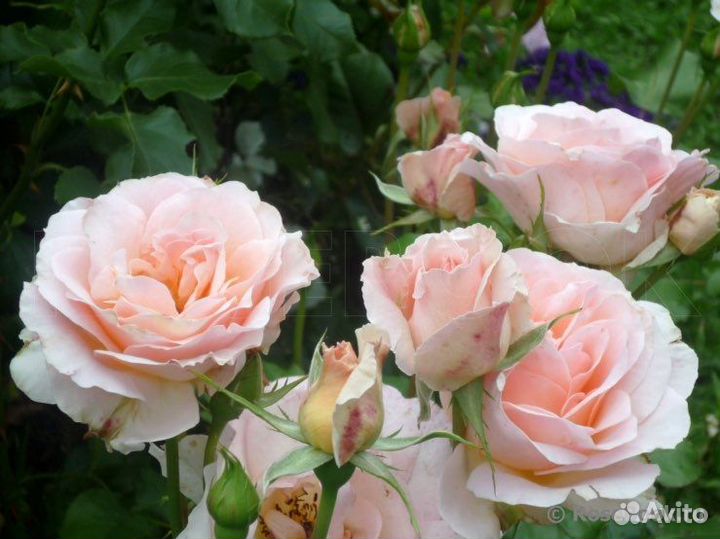 Роза флорибунда Иоганн Штраус