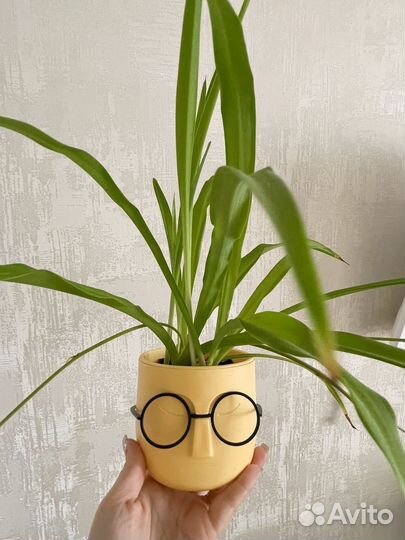 Подарок близким милый цветок в красивом горшке