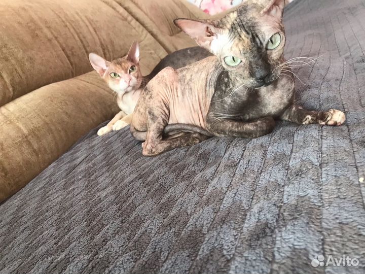 Донской сфинкс кошка