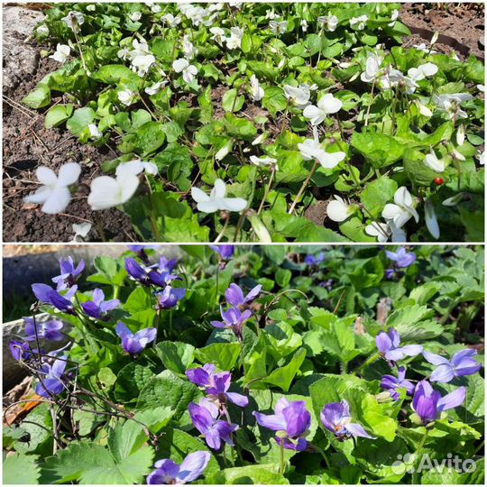 Почвопокровные многолетники