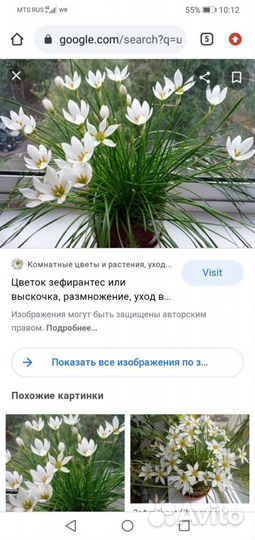 Цветок выскочка