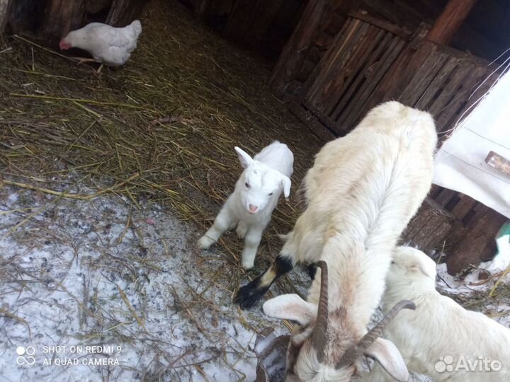 Козы молодняк и дойные