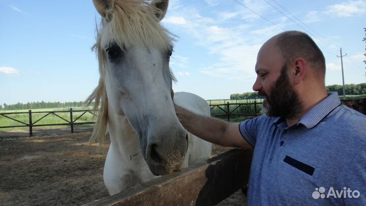 Перевоз животных крс,лошадей,баранов,свиней,коз