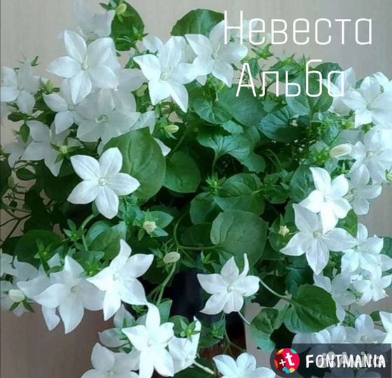 Кампанула жених и невеста