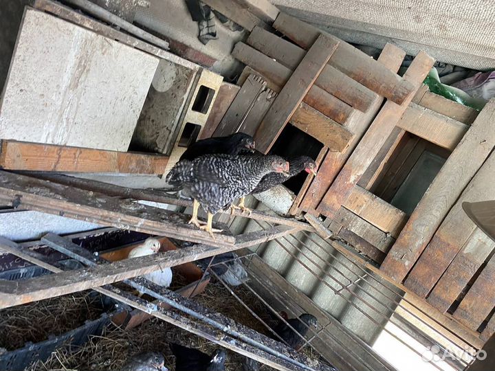 Куры молодки, несушки