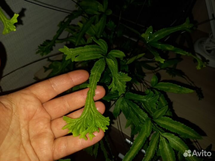 Птерис вариегатный кристатный