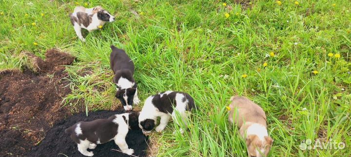 Среднеазиатская овчарка алабай