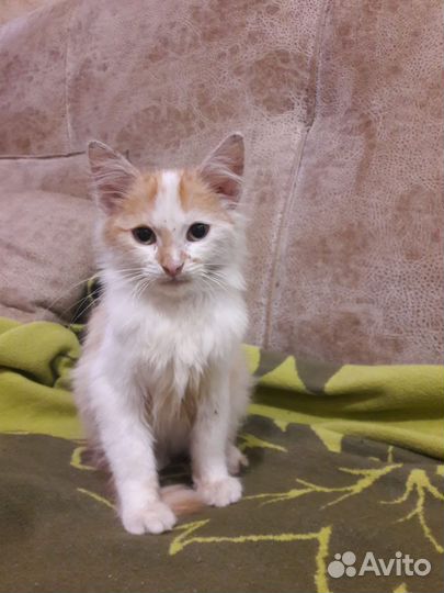 Кошка котенок