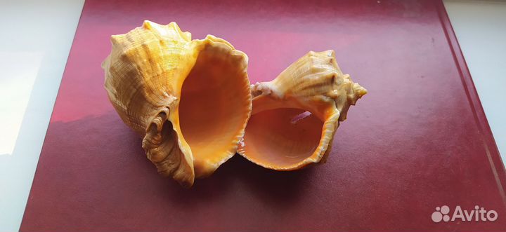 Морские ракушки раковины