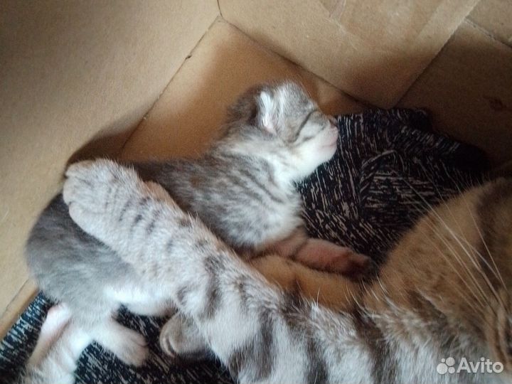 Британская Кошка