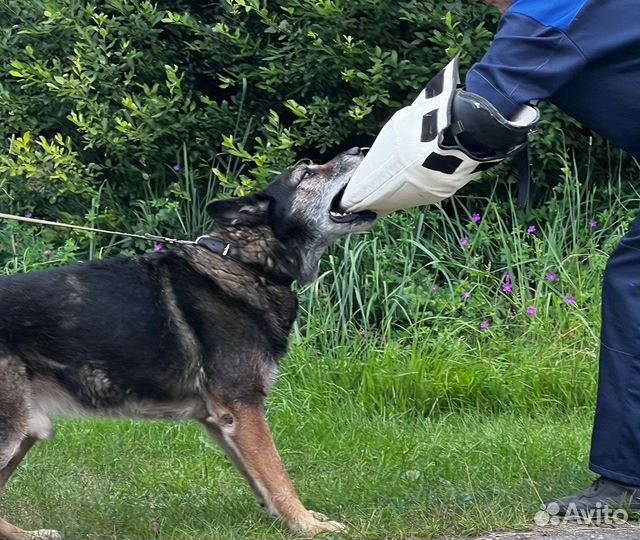 Отдам в добрые руки