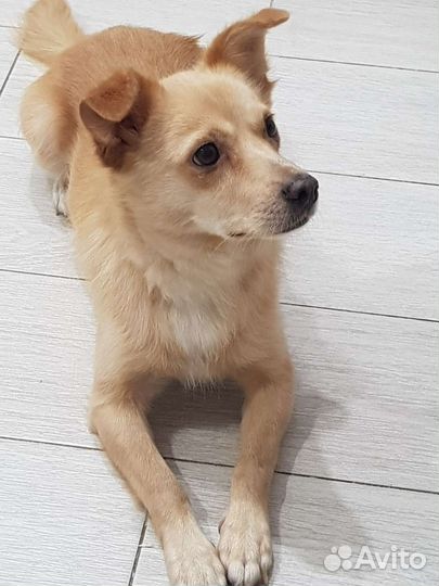 Маленький песик в добрые руки