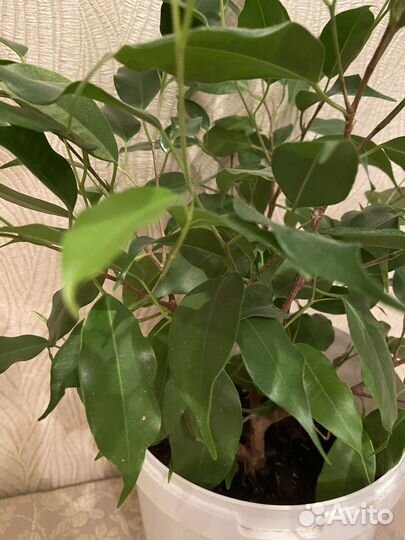 Фикус бенджамина