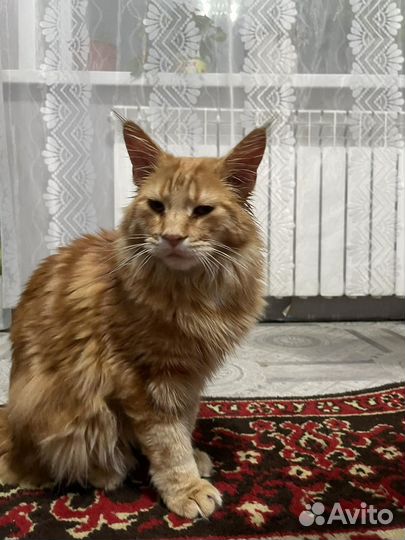 Котята мейн-кун