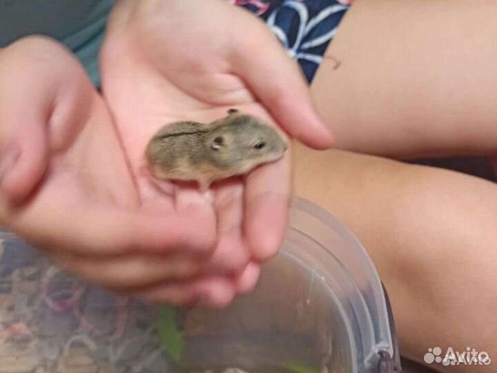 Джунгарский хомяк