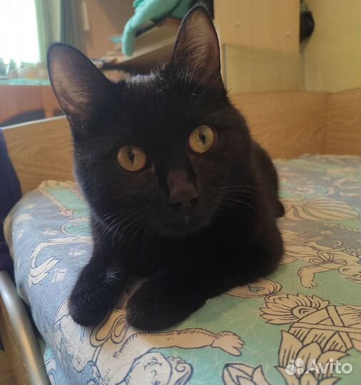 Умница и красавица в поисках семьи