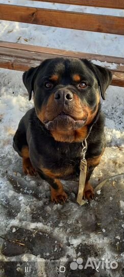 Вязка ротвейлера