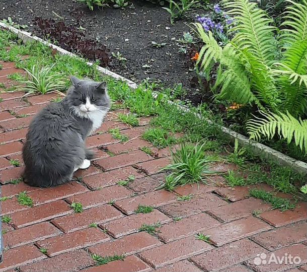 Кошка