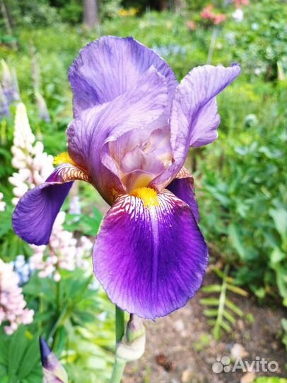 Ирисы