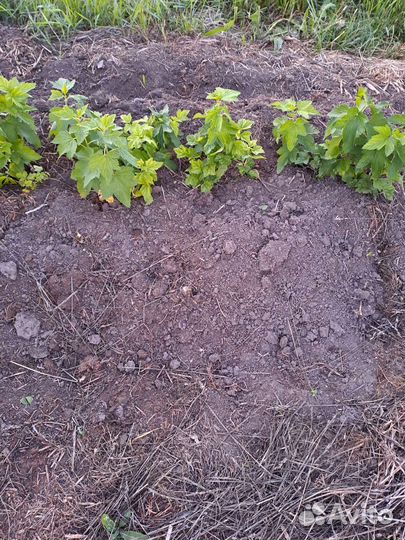 Саженцы черной смородины