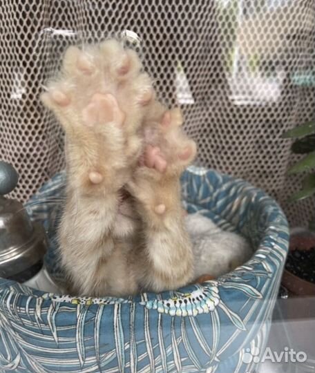 Рыжий котенок в добрые руки