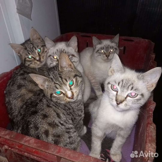 Котята в добрые руки бесплатно