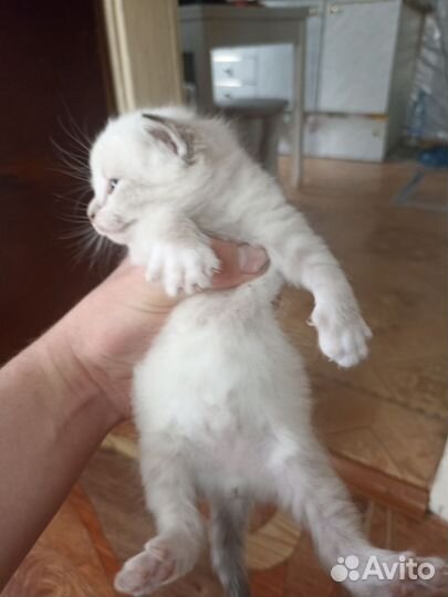 Кошки в добрые руки