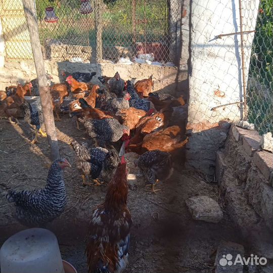 Куры молодки
